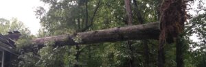 Damage caused by fallen tree