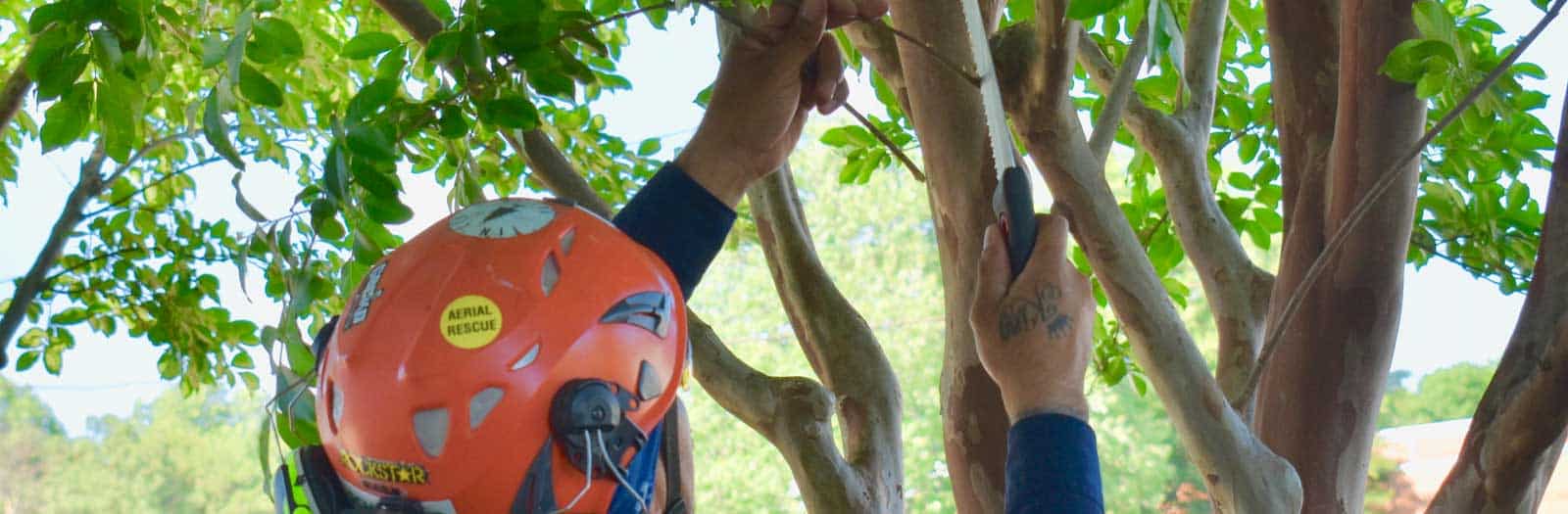 Man pruning branches