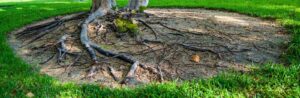 tree roots with root rot