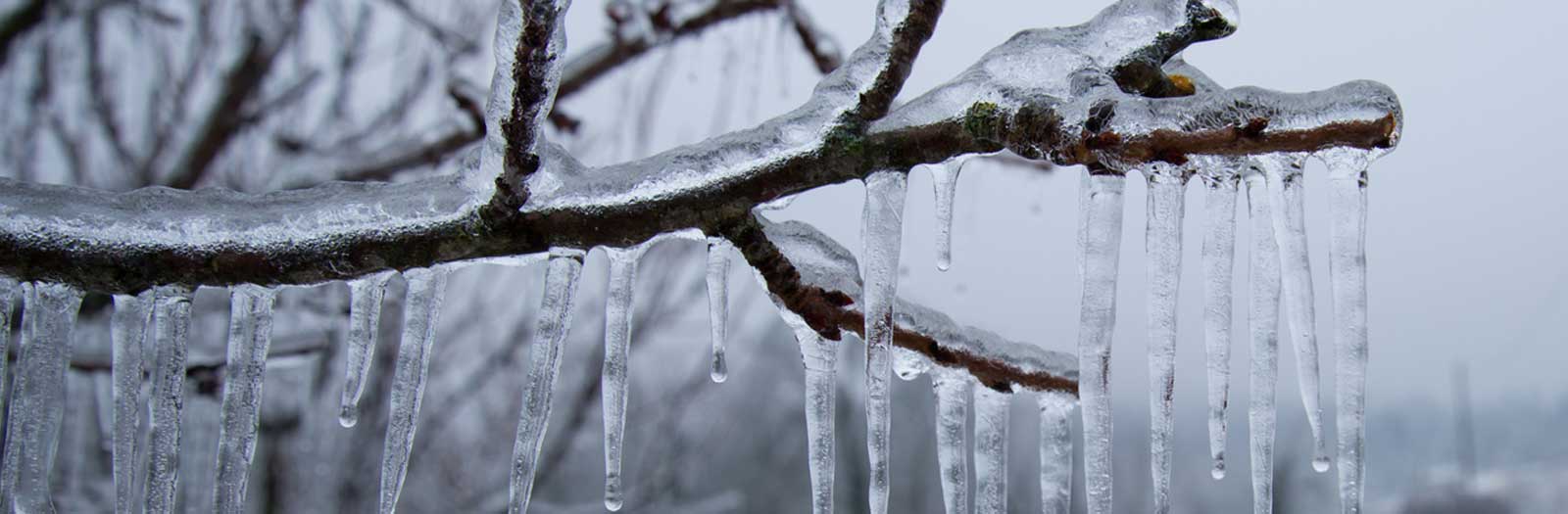 tree limb frozen in ice