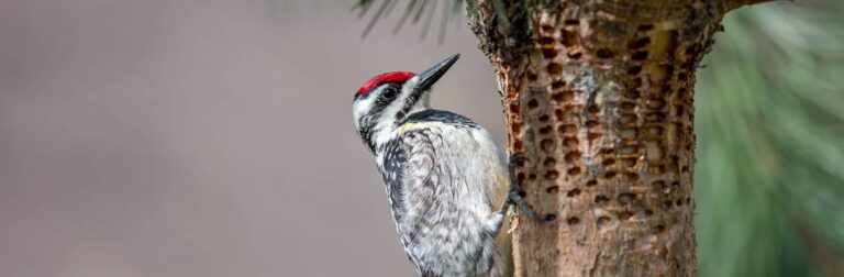 Woodpecker Protection-tree-service