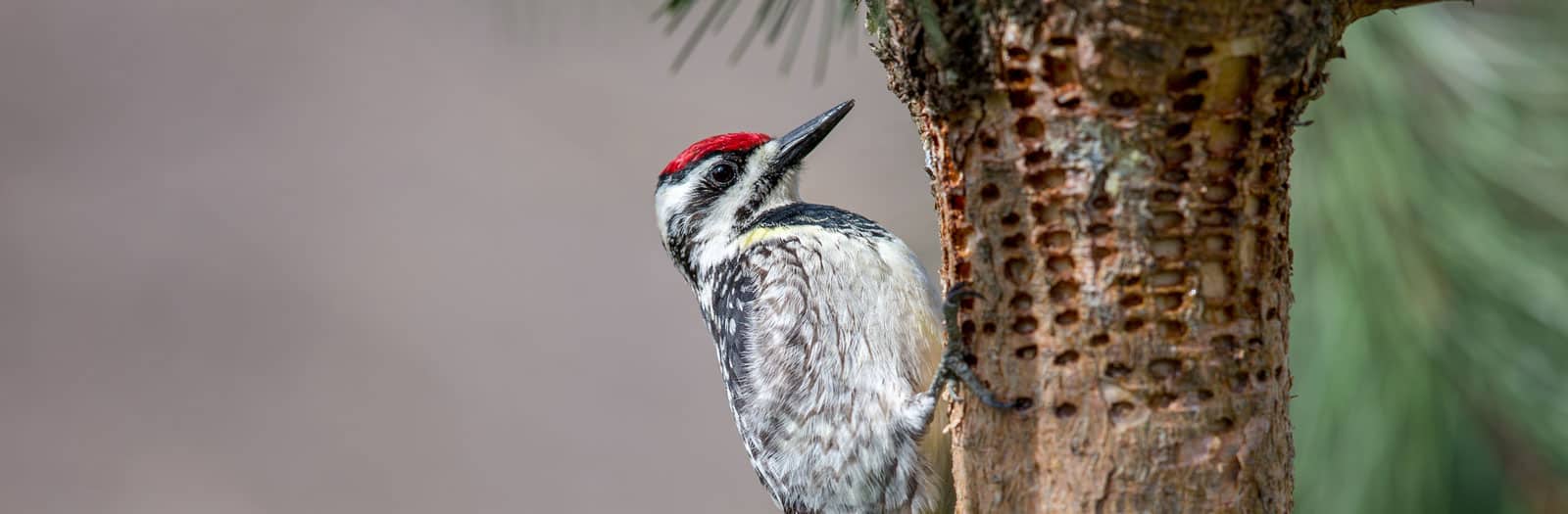 Woodpecker Protection Tree Service