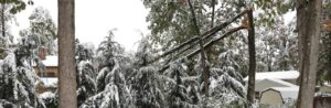 snow-damage-tree-service