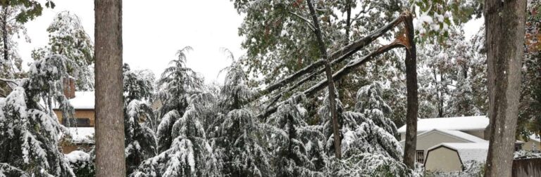 Snow damage tree service