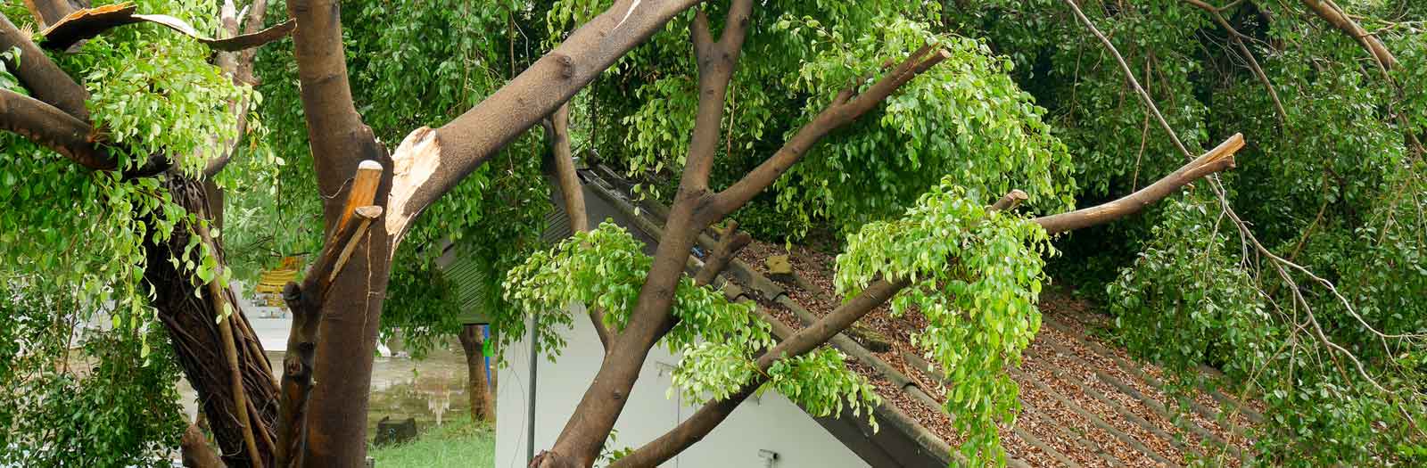 tree damaged by strorm