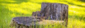 tree stump sticking out of a patch of sunlit grass