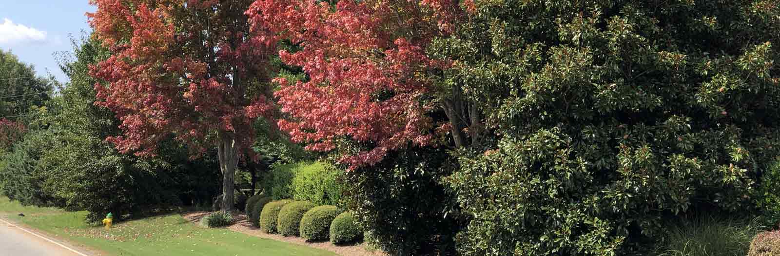Fall Colors of Trees and Shrubs