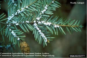 hemlock woolly adelgid insect