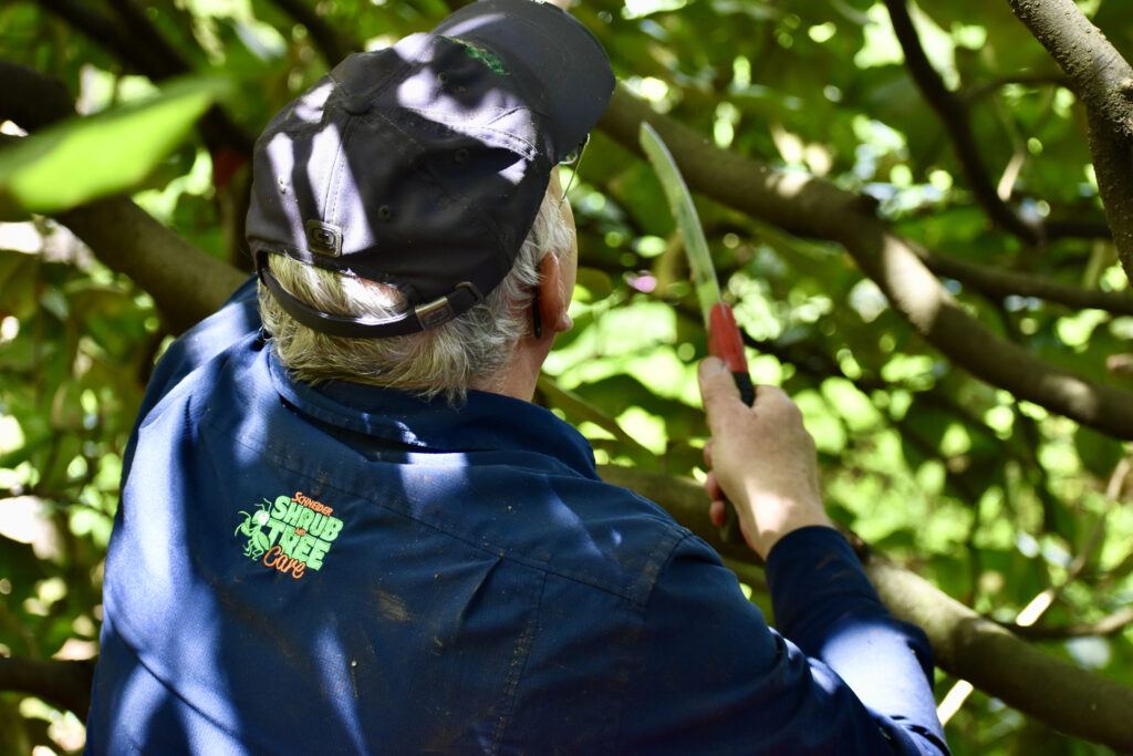 6 Tips To Keep Your Trees And Shrubs Healthy All Year Round | Schneider ...