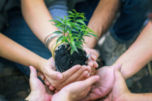 Picture of Hands Holding a Small Plant Before Its Planted