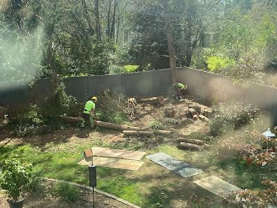 Crew cleaning up fallen limbs and logs after tree removal in a residential backyard
