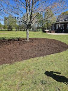Tree Health Care in Greenville, SC – Helping Maples Thrive 1 Healthy maple tree with fresh mulch in a sunny Greenville, SC backyard