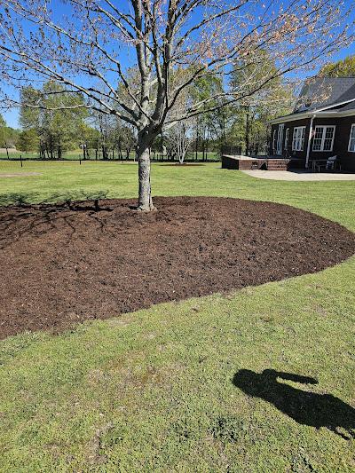 Healthy maple tree with fresh mulch in a sunny Greenville, SC backyard