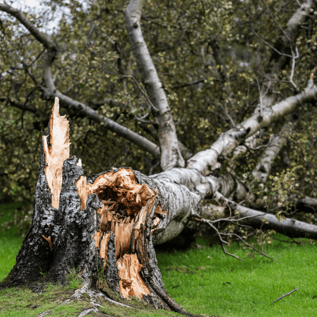 Tree Service in Greenville & Charlotte | Removal & More