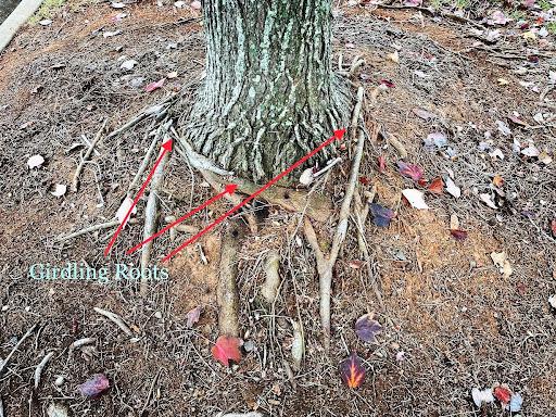 tree health care