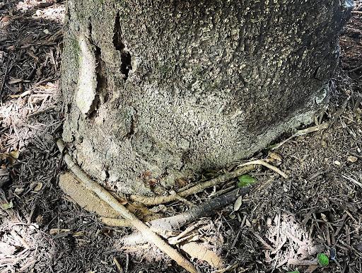 Professional Tree Health Care From Schneider Tree Care Saves an Oak Tree in Greer, SC 2 tree health care