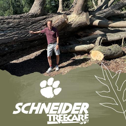 tree removal anderson sc