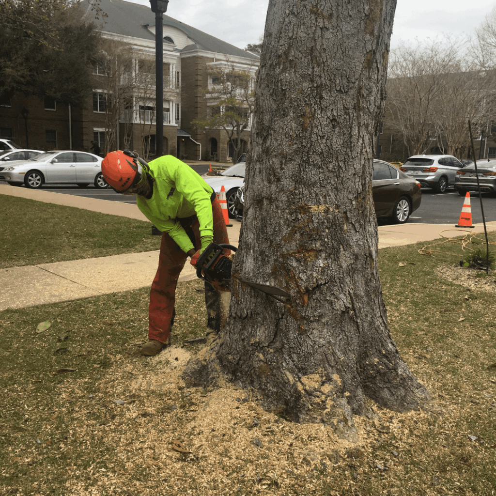 Tree Service in Greenville & Charlotte | Removal & More