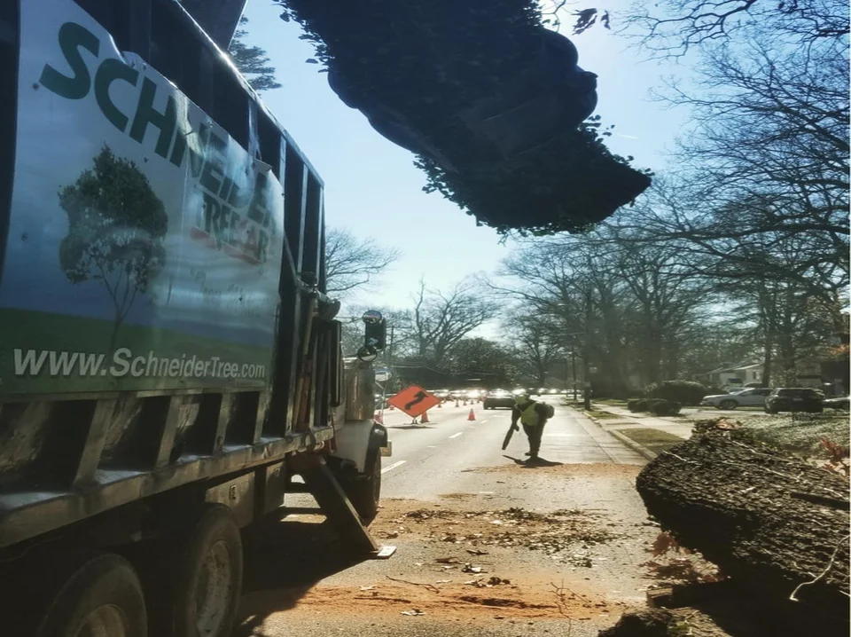 Tree Service in Easley, SC | Stump Grinding & Tree Removal