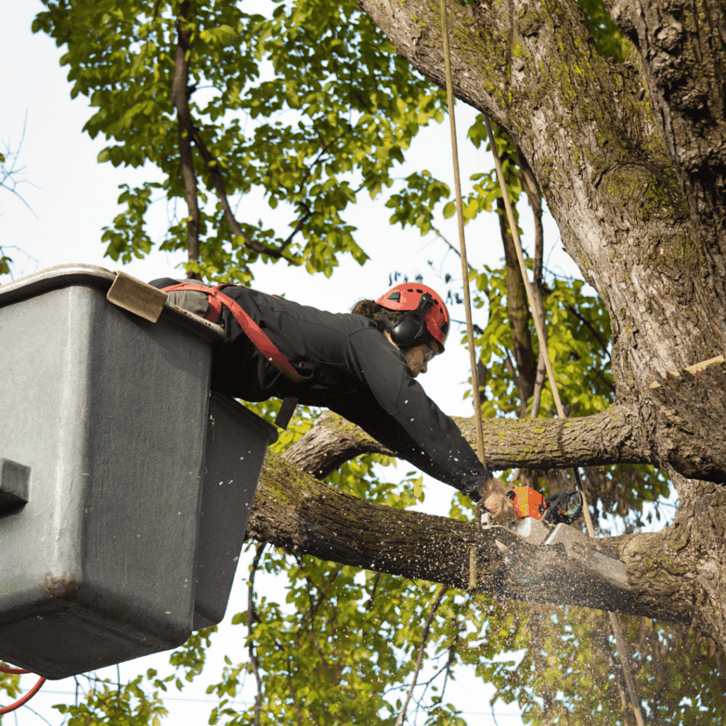 Tree Service in Greenville & Charlotte | Removal & More