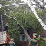 what to expect from an emergency tree service