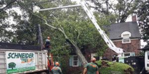 what to expect from an emergency tree service