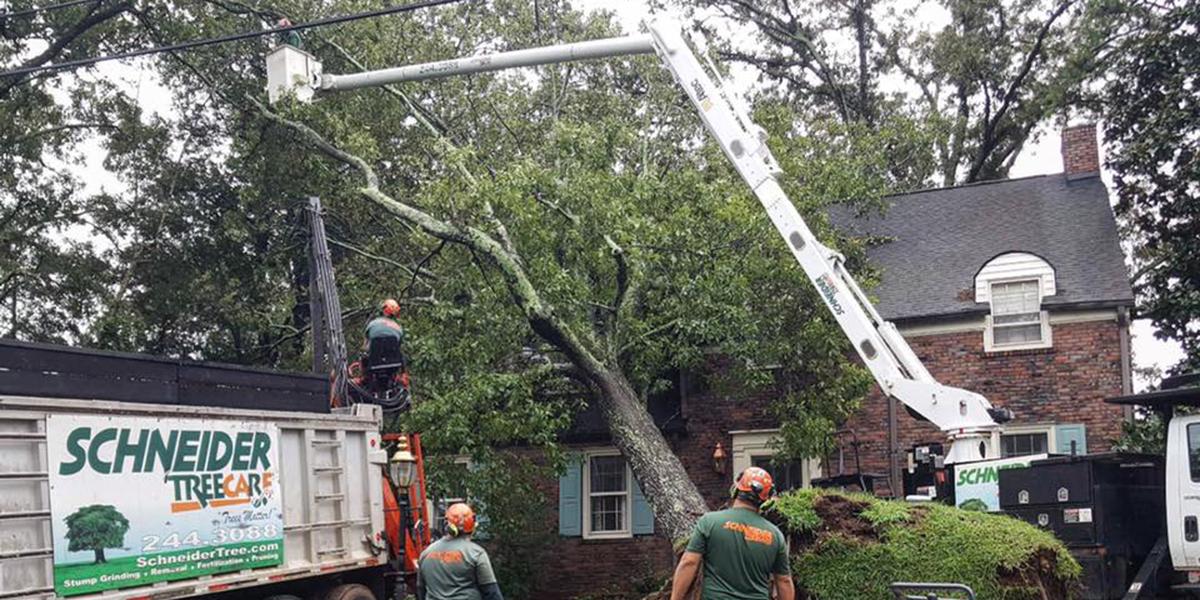 what to expect from an emergency tree service