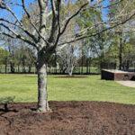 will putting mulch around a tree kill it