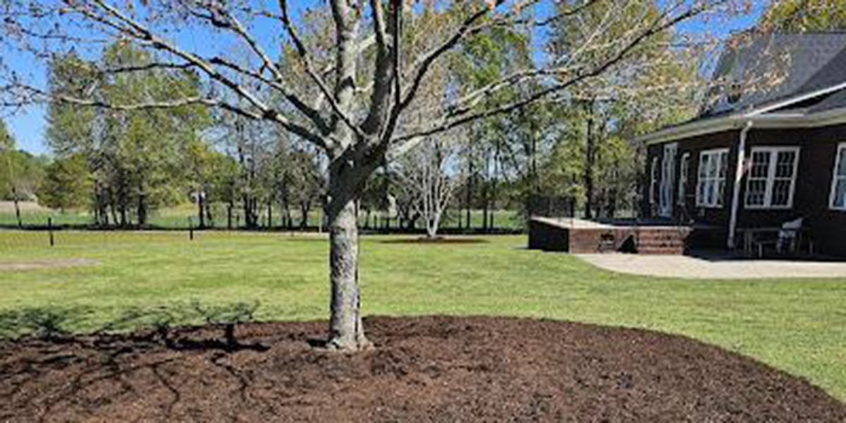 will putting mulch around a tree kill it