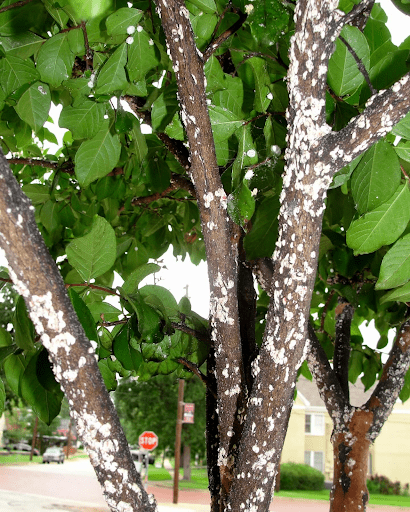 Tree Health Care to remove scale insect