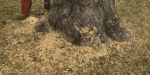 do tree roots grow back if you cut them