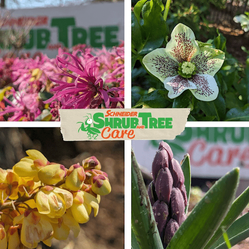 Plant Healthcare for a Beautiful Garden