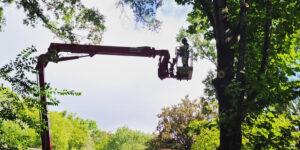 how to trim high branches