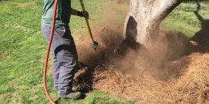 how to uproot a tree