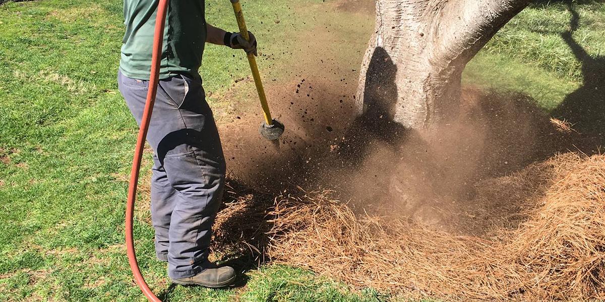 How To Uproot a Tree - Safe Removal Guide