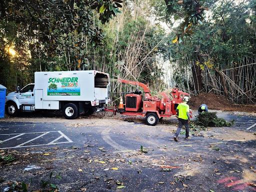 Tree Removal in Anderson