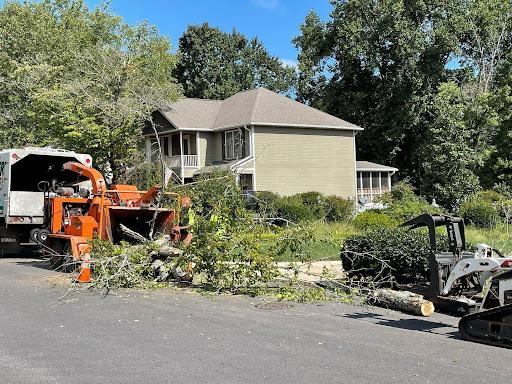 Tree Removal in Taylors