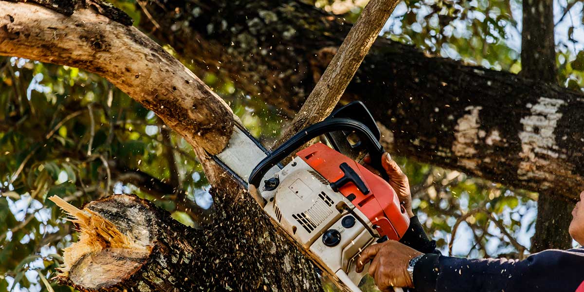 diy tree trimming