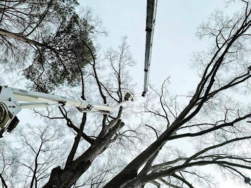 Tree Removal in Greer