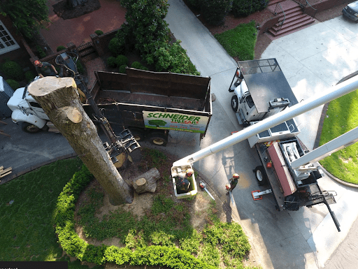 Tree Removal in Simpsonville