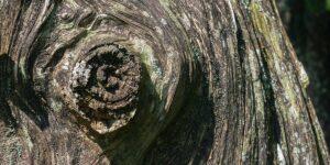 what causes burls on trees