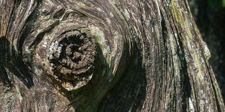 what causes burls on trees