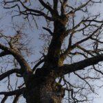 signs a tree is dying