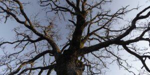 signs a tree is dying
