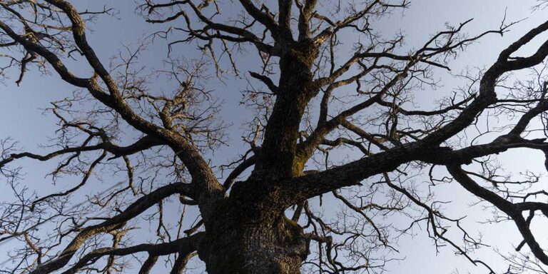 signs a tree is dying